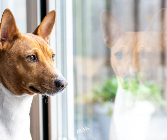 Nierfalen hond: belangrijk om te weten