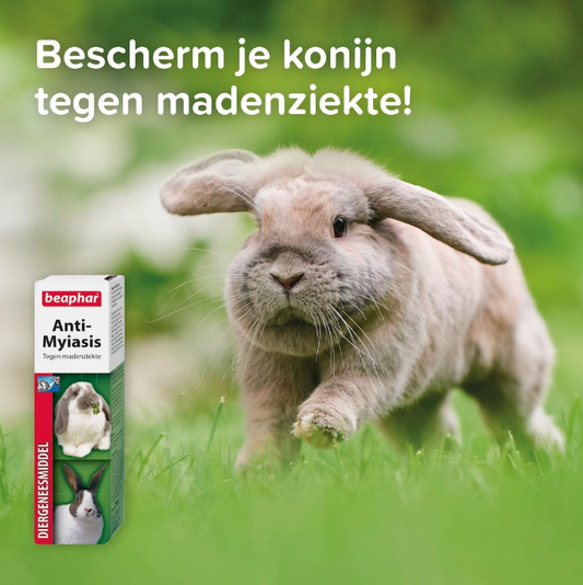 Myiasis (madenziekte) bij het konijn