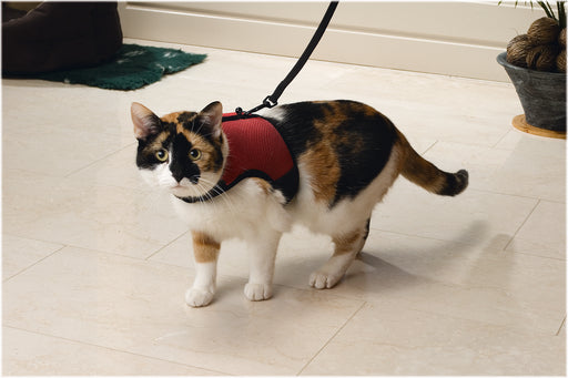 BZ KATTEN LOOPHARNAS+LIJN COMFORT