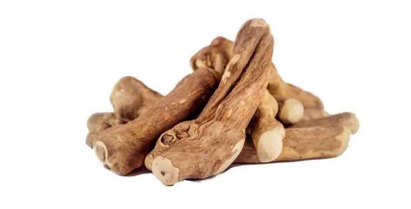 Koffieboom Kauw Wortel