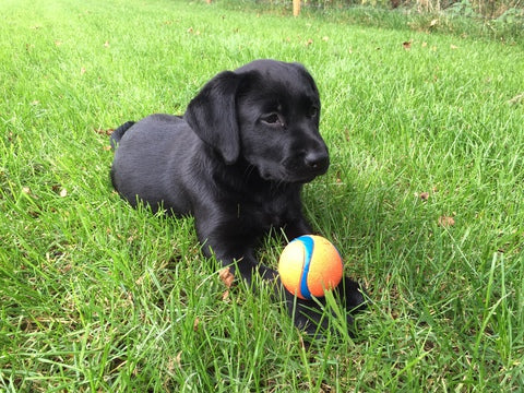 CHUCKIT ULTRA BALL
