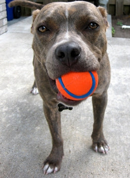 CHUCKIT ULTRA BALL