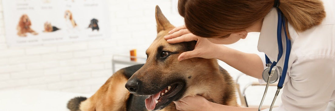 De ziekte van Lyme bij je hond. En andere tekenbeetziekten