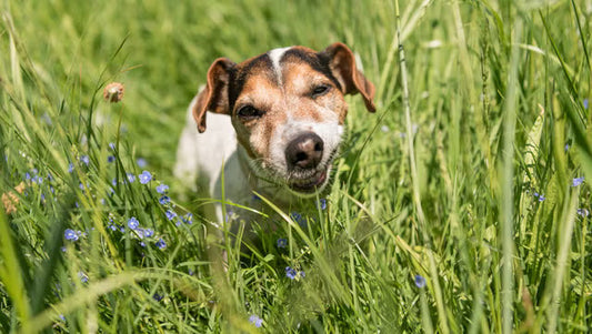 Waarom eet mijn hond gras? Oorzaken, betekenis en tips