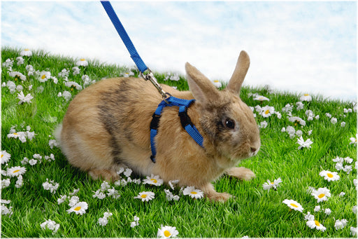 BZ NYLON KONIJNENTUIGJE ASS