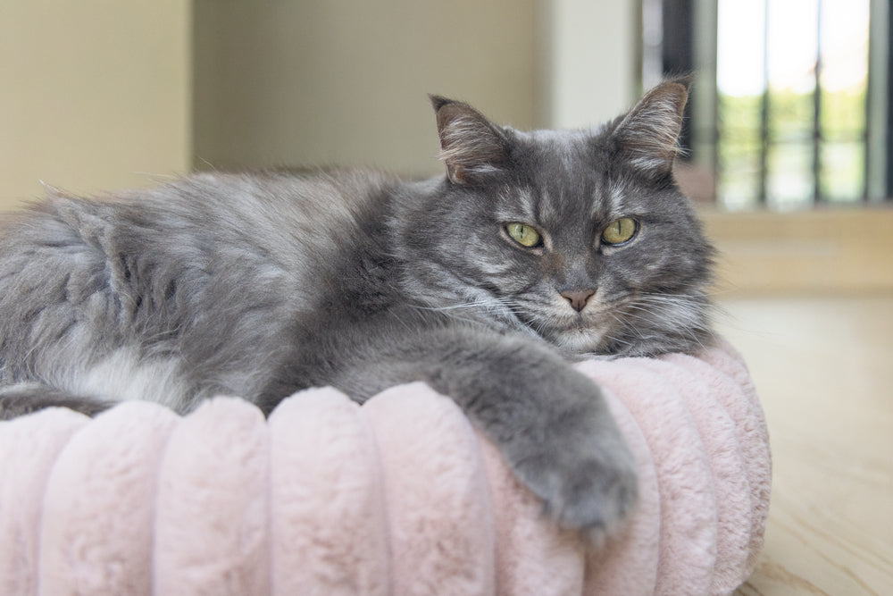 Designed by Lotte Reza - Kattenmand - 50x50x15 cm