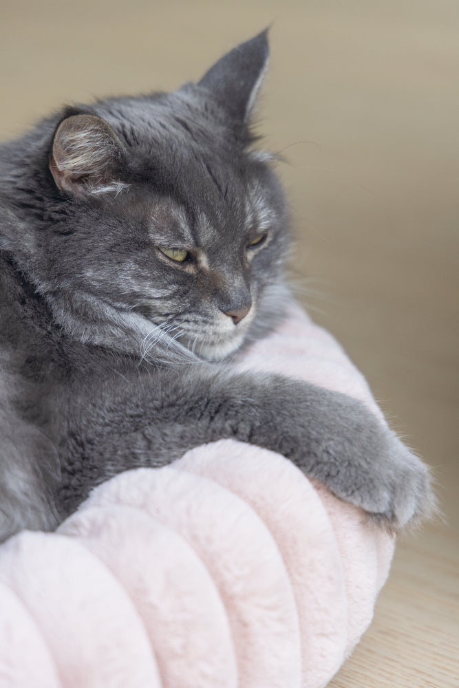 Designed by Lotte Reza - Kattenmand - 50x50x15 cm